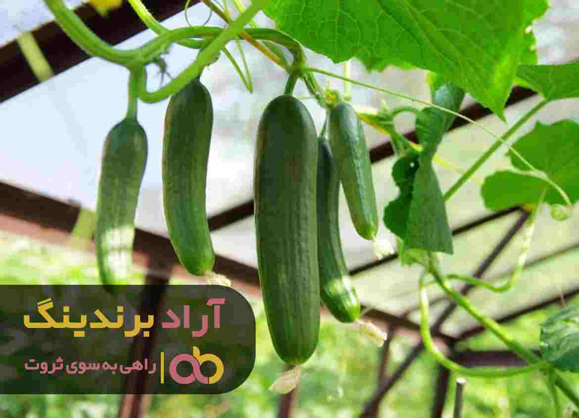 خرید خیار گلخانه ای یزد ورامین