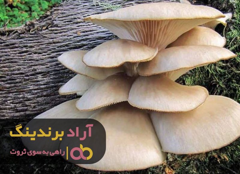 قارچ صدفی کبابی شیراز